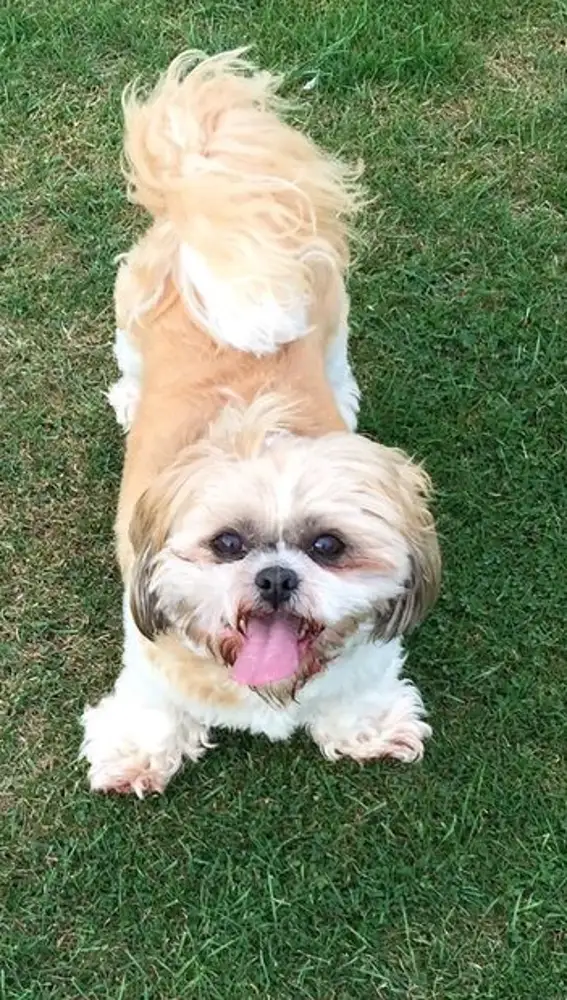 Gracie Lou, la mascota de Mary Burguess Gracie Lou, la mascota de Mary Burguess