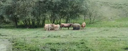 Anuncio: "se regalan vacas" Anuncio: "se regalan vacas"