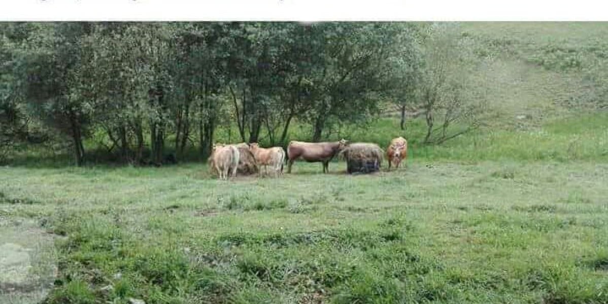 Anuncio: "se regalan vacas"