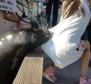 Un león marino atrapa a una niña y la tira al agua Un león marino atrapa a una niña y la tira al agua