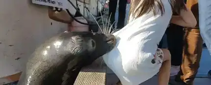 Un león marino atrapa a una niña y la tira al agua Un león marino atrapa a una niña y la tira al agua