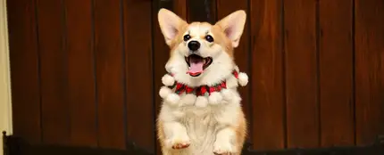 Un perro sosteniéndose a dos patas Un perro sosteniéndose a dos patas