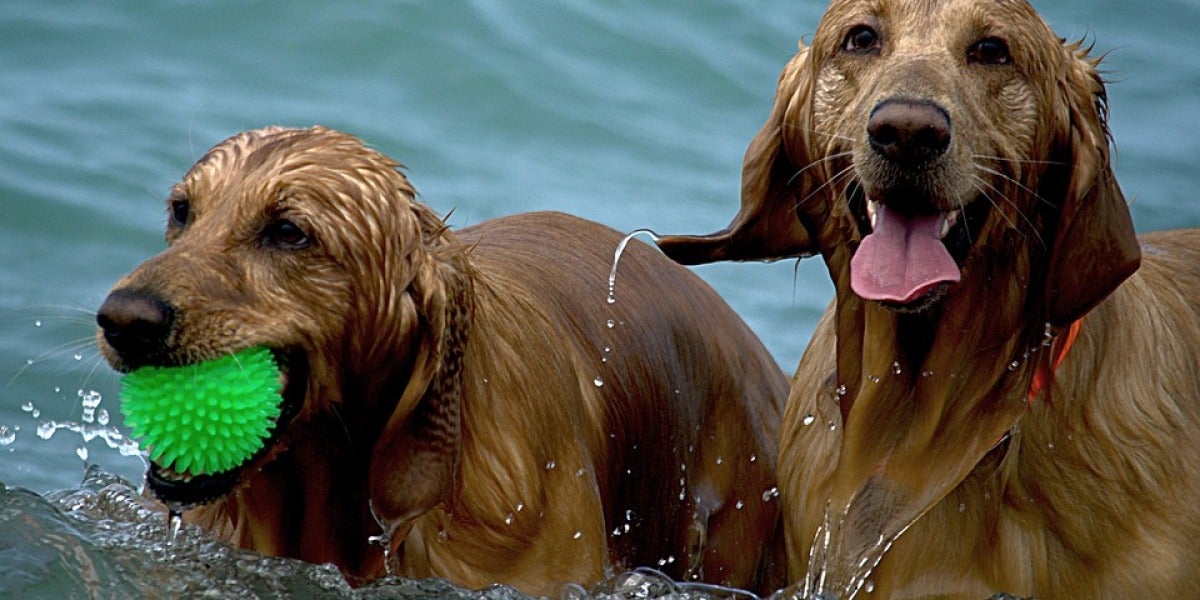 Dos perros dándose un baño
