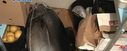 El atún rojo que se confundió con un cadáver El atún rojo que se confundió con un cadáver