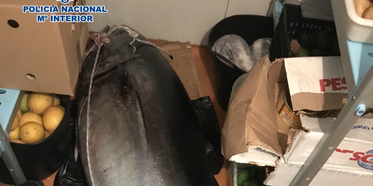 El atún rojo que se confundió con un cadáver