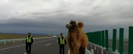 Unos camellos han parado el tráfico en Pekín durante horas