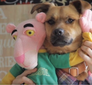 Uno de los perros que protagonizan 'Tu perrito', basado en la popular 'Despacito', de Luis Fonsi y Daddy Yankee Uno de los perros que protagonizan 'Tu perrito', basado en la popular 'Despacito', de Luis Fonsi y Daddy Yankee