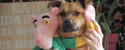 Uno de los perros que protagonizan 'Tu perrito', basado en la popular 'Despacito', de Luis Fonsi y Daddy Yankee Uno de los perros que protagonizan 'Tu perrito', basado en la popular 'Despacito', de Luis Fonsi y Daddy Yankee
