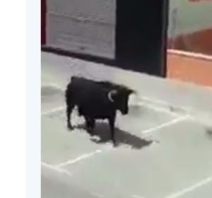 Los gemidos de una mujer mientras graba a un toro que se escapa lo peta en Twitter Los gemidos de una mujer mientras graba a un toro que se escapa lo peta en Twitter