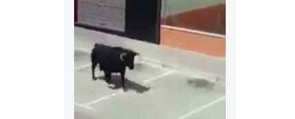 Los gemidos de una mujer mientras graba a un toro que se escapa lo peta en Twitter