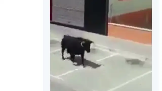 Los gemidos de una mujer mientras graba a un toro que se escapa lo peta en Twitter