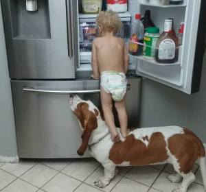Un bebé se ayuda de su perro para 'asaltar' la nevera Un bebé se ayuda de su perro para 'asaltar' la nevera