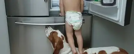 Un bebé se ayuda de su perro para 'asaltar' la nevera Un bebé se ayuda de su perro para 'asaltar' la nevera