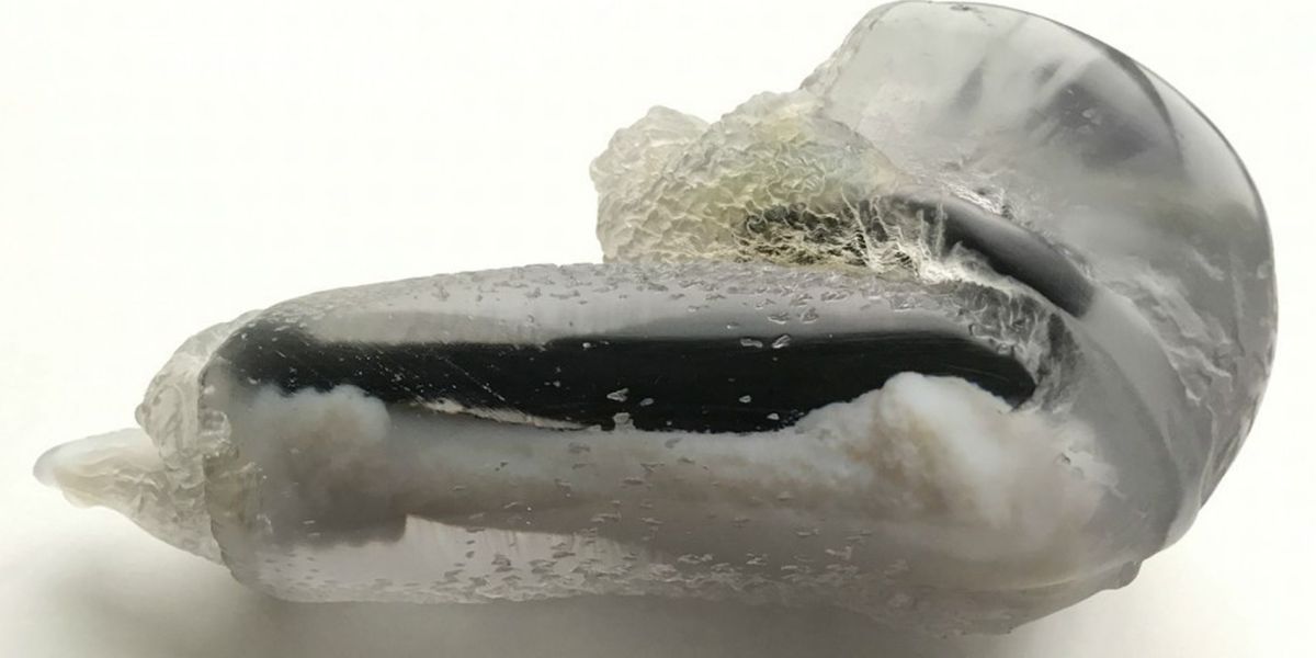 Modelo 3D de un pene de ratón