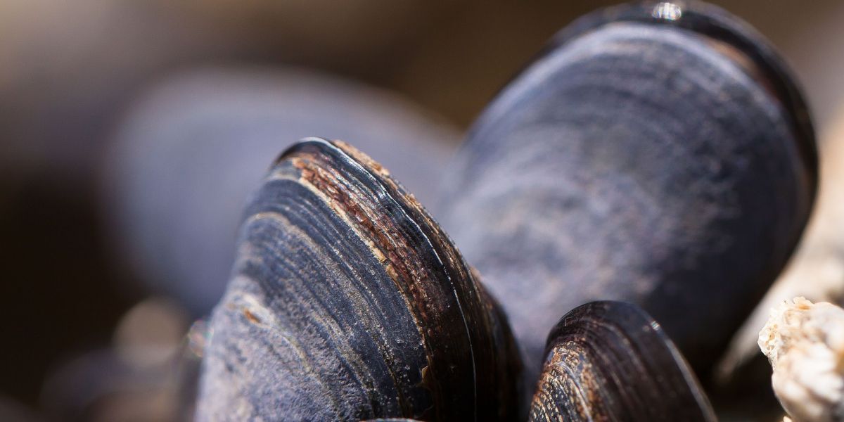 El beneficio de los mejillones