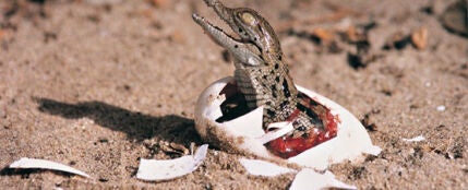 Cr&iacute;a de cocodrilo