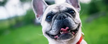 Bulldog francés Bulldog francés