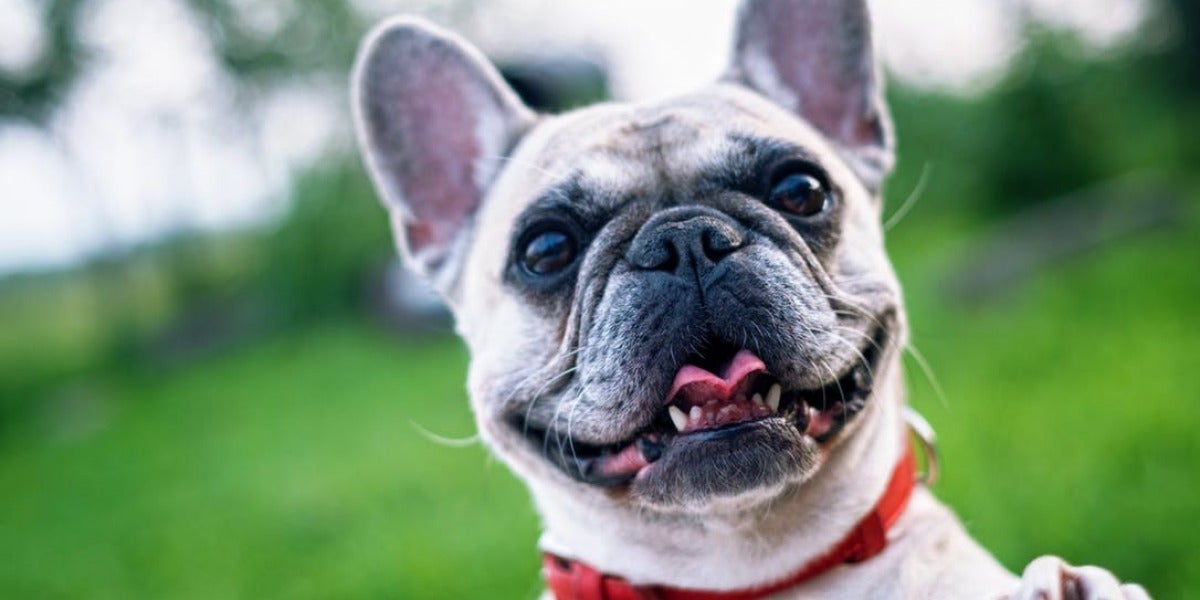Bulldog francés