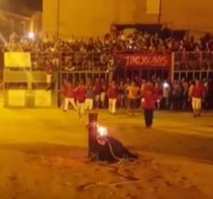 Polémica por el "suicidio" de un toro en las fiestas del "toro embolado" Polémica por el "suicidio" de un toro en las fiestas del "toro embolado"