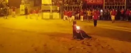 Polémica por el "suicidio" de un toro en las fiestas del "toro embolado" Polémica por el "suicidio" de un toro en las fiestas del "toro embolado"