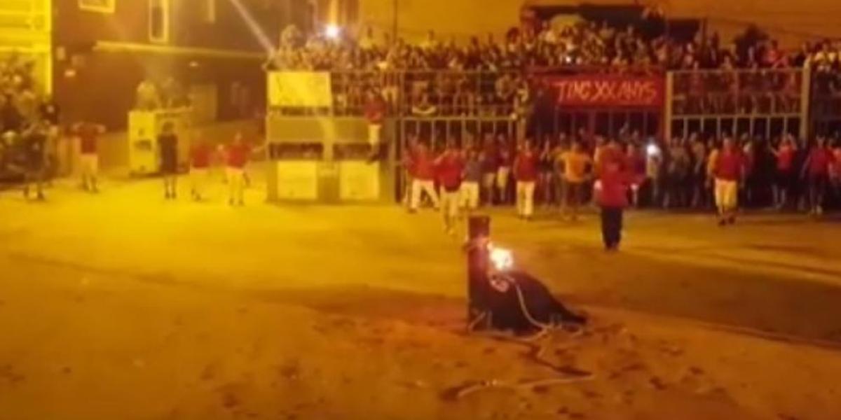 Polémica por el "suicidio" de un toro en las fiestas del "toro embolado"