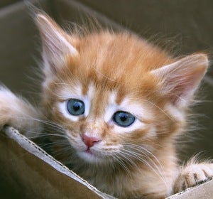 Imagen de archivo de un pequeño gato en una caja de cartón Imagen de archivo de un pequeño gato en una caja de cartón