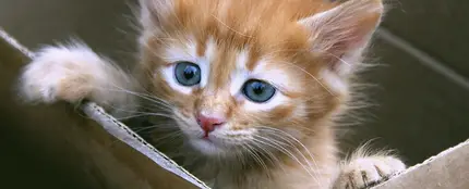 Imagen de archivo de un pequeño gato en una caja de cartón Imagen de archivo de un pequeño gato en una caja de cartón
