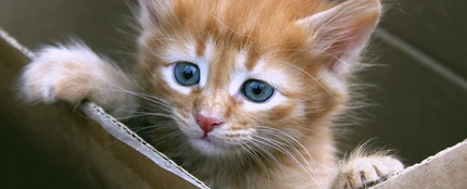 Imagen de archivo de un pequeño gato en una caja de cartón Imagen de archivo de un pequeño gato en una caja de cartón