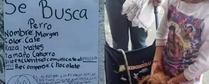 A la izquierda el cartel de 'se busca' de Morgan, a la derecha el animal junto a su dueña A la izquierda el cartel de 'se busca' de Morgan, a la derecha el animal junto a su dueña