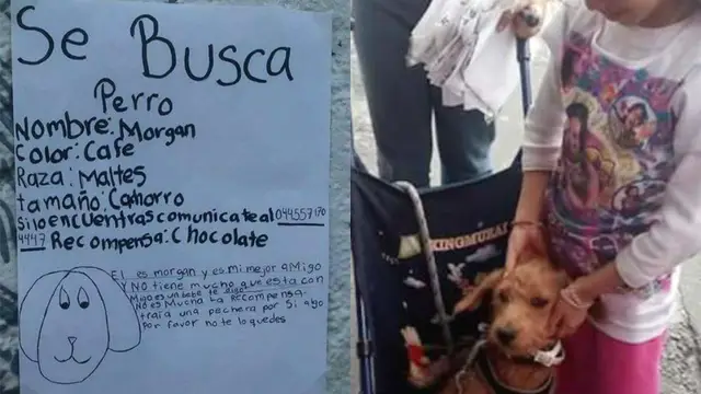A la izquierda el cartel de 'se busca' de Morgan, a la derecha el animal junto a su dueña