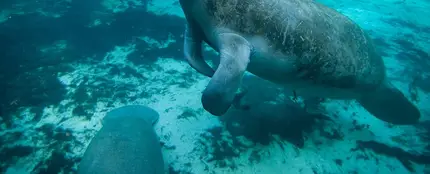 Manatí antillano Manatí antillano