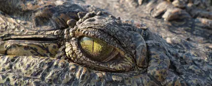 Cocodrilo Cocodrilo