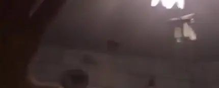 Un murciélago entra en una cocina y provoca el caos Un murciélago entra en una cocina y provoca el caos