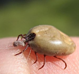Garrapata Garrapata