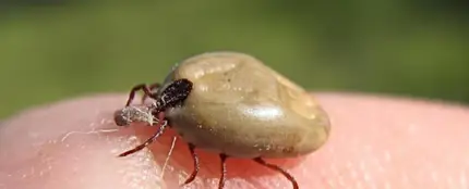 Garrapata Garrapata