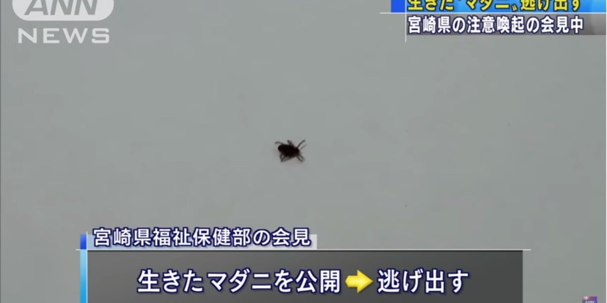 Captura del vídeo que muestra a la garrapata que escapó