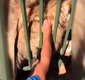 Un león ataca a un jugador del rugby Un león ataca a un jugador del rugby