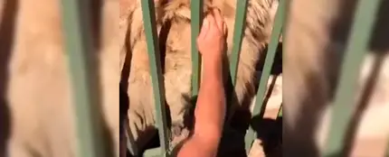 Un león ataca a un jugador del rugby Un león ataca a un jugador del rugby