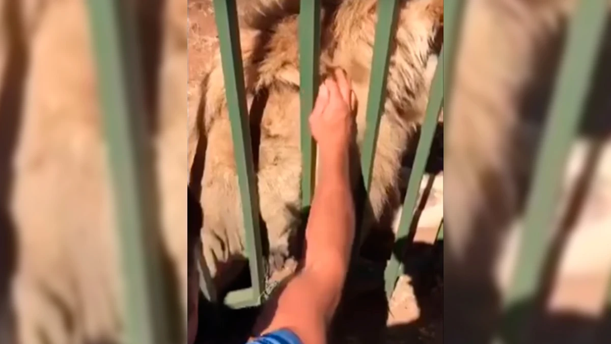 Un le&oacute;n ataca a un jugador del rugby