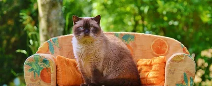 Gato sentado en un sofá Gato sentado en un sofá