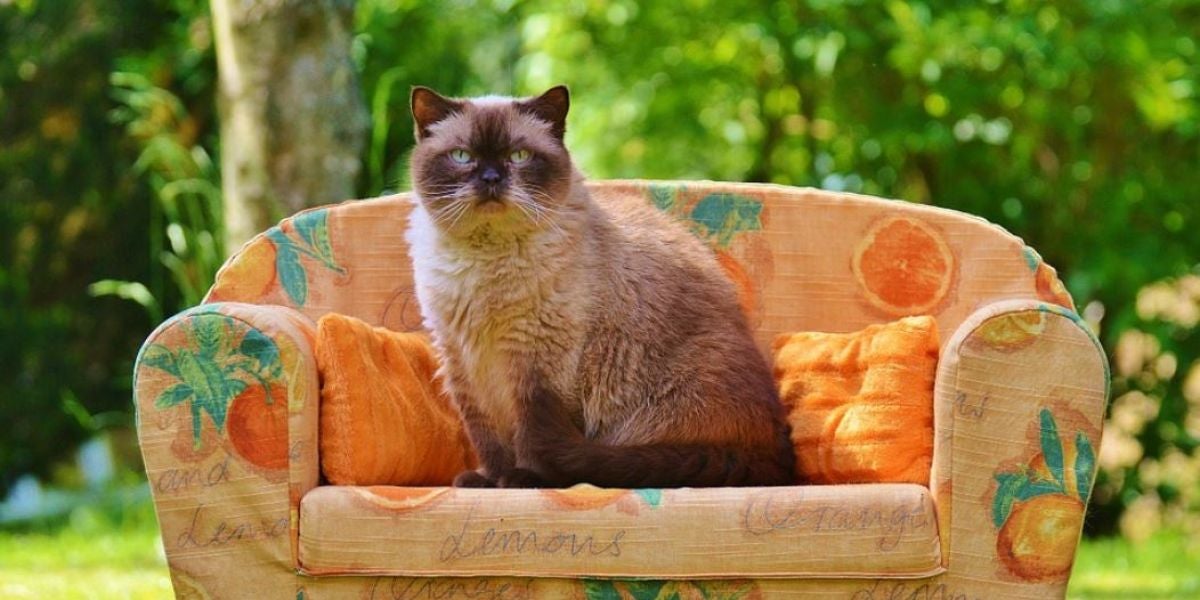 Gato sentado en un sofá