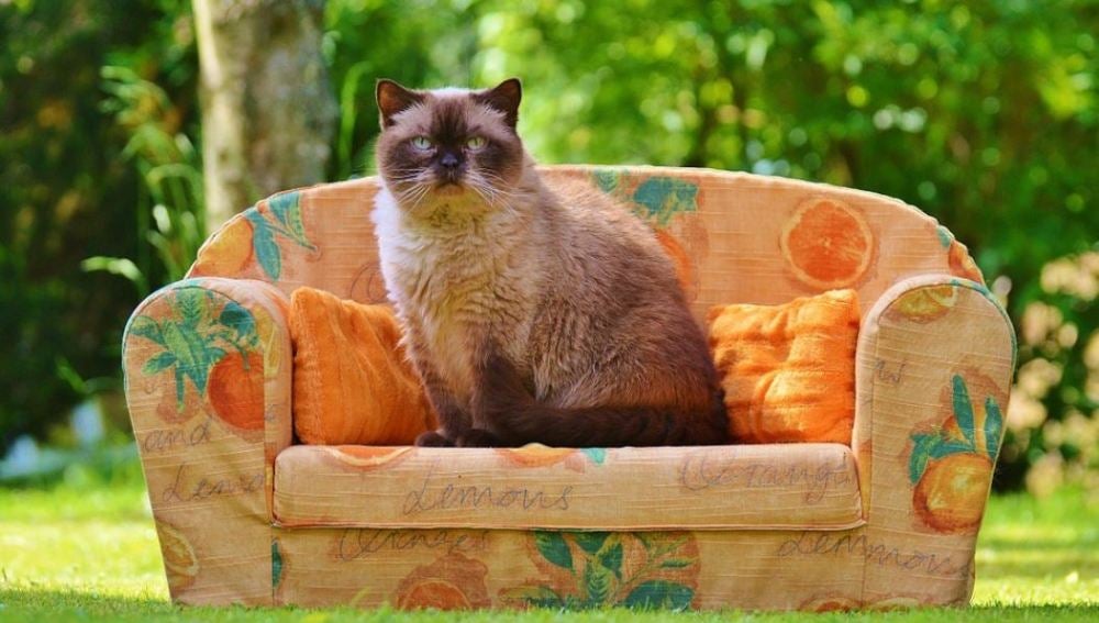 Gato sentado en un sofá