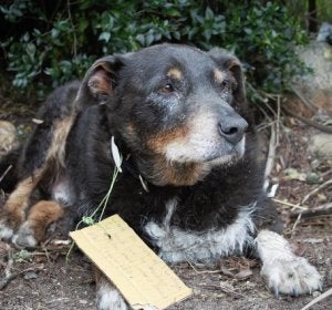 Louis, el héroe de cuatro patas Louis, el héroe de cuatro patas