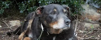 Louis, el héroe de cuatro patas Louis, el héroe de cuatro patas