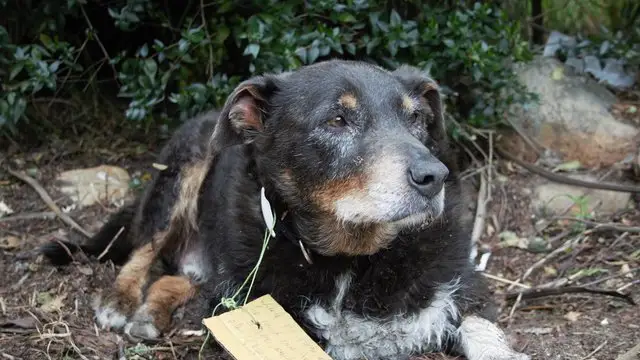 Louis, el héroe de cuatro patas