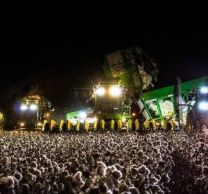 El campo de algodón que se confunde con un festival de música El campo de algodón que se confunde con un festival de música
