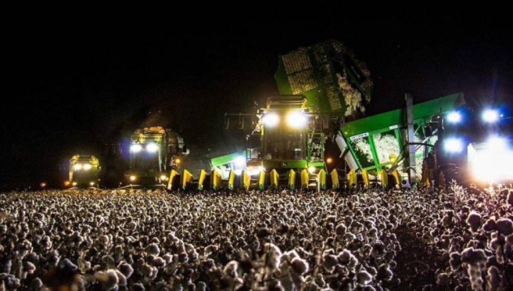 El campo de algodón que se confunde con un festival de música