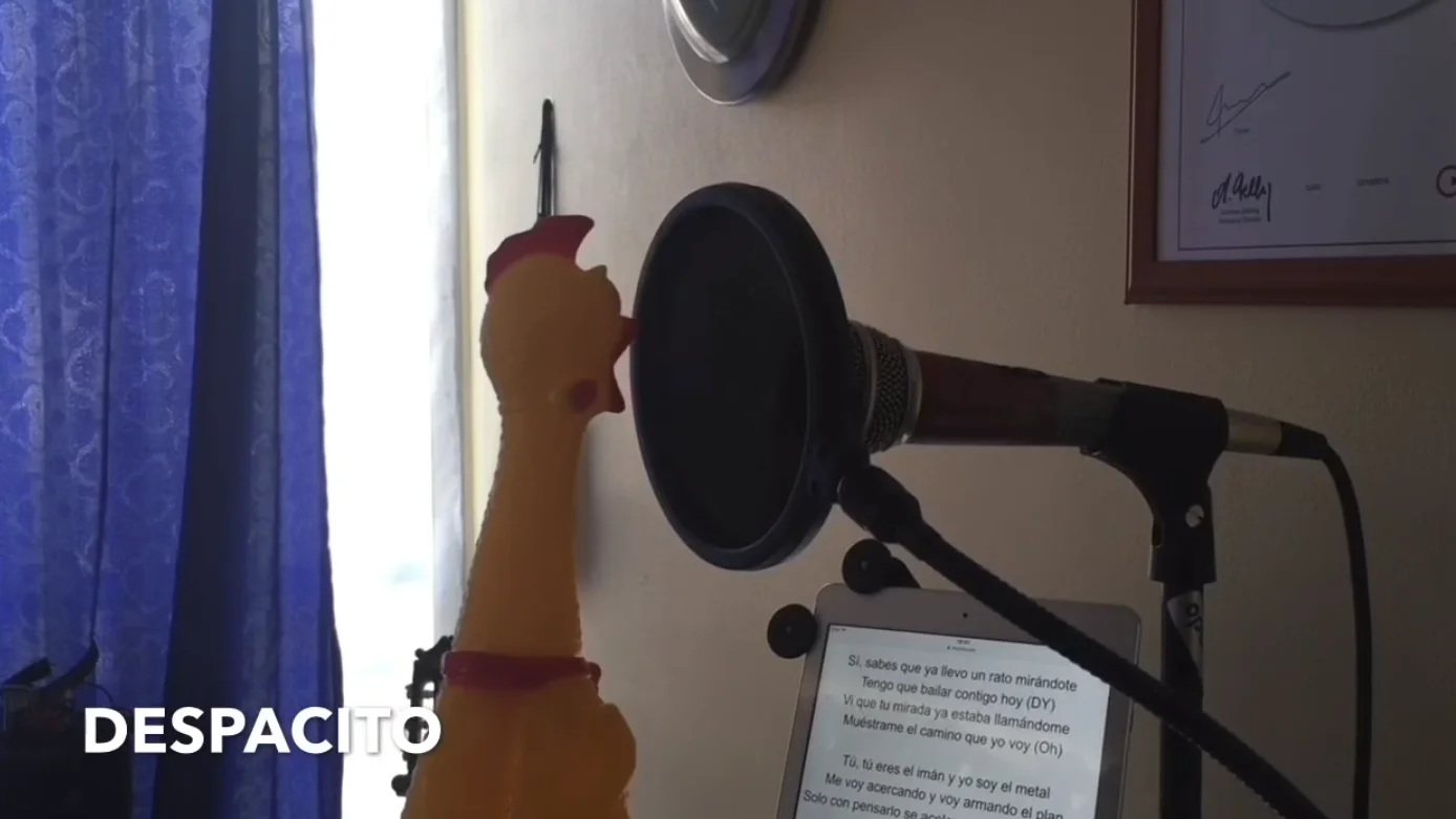 Pollo de goma cantando Despacito Pollo de goma cantando Despacito