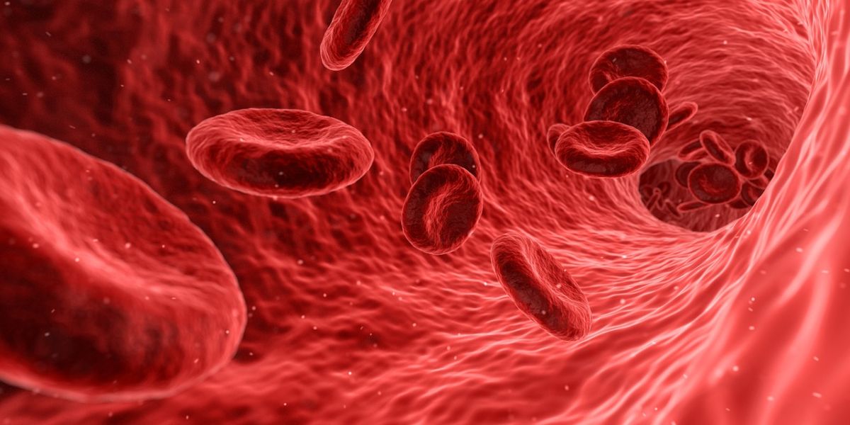 Foto ampliada de los glóbulos rojos de la sangre