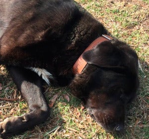 Tizón, el perro que finge estar enfermo para que le acaricien Tizón, el perro que finge estar enfermo para que le acaricien